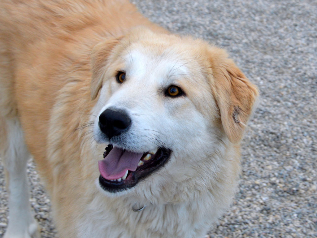 Vorgezogene Weihnachts-Hilfe 2019: Aufnahme von 15 Hunden (Bild 21)