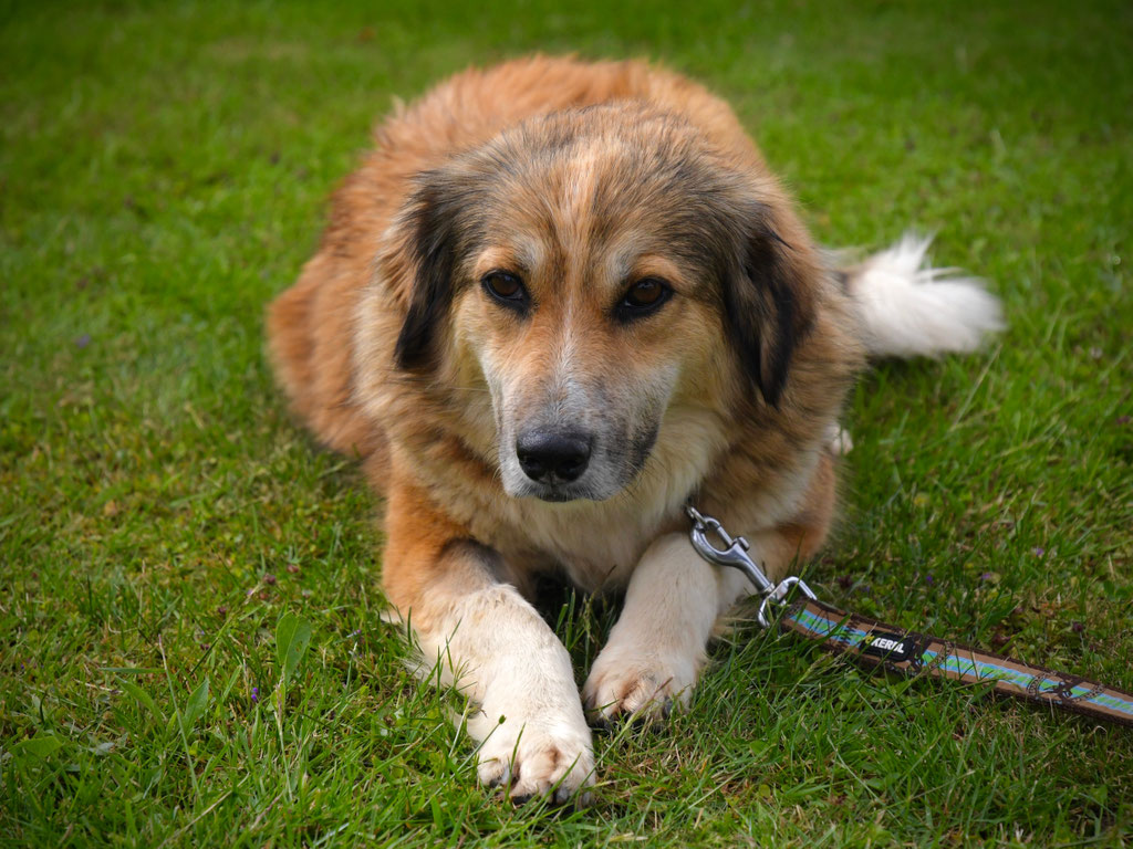 Vorgezogene Weihnachts-Hilfe 2019: Aufnahme von 15 Hunden (Bild 6)