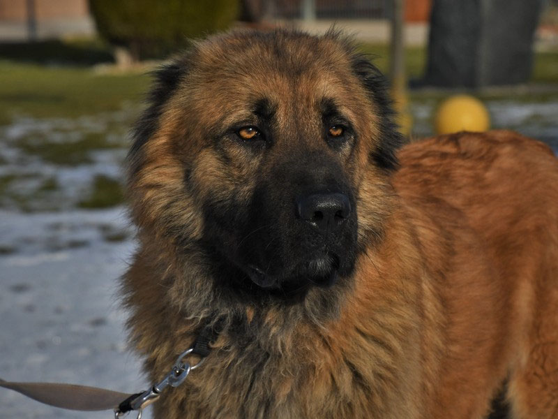 Vorgezogene Weihnachts-Hilfe 2019: Aufnahme von 15 Hunden (Bild 22)