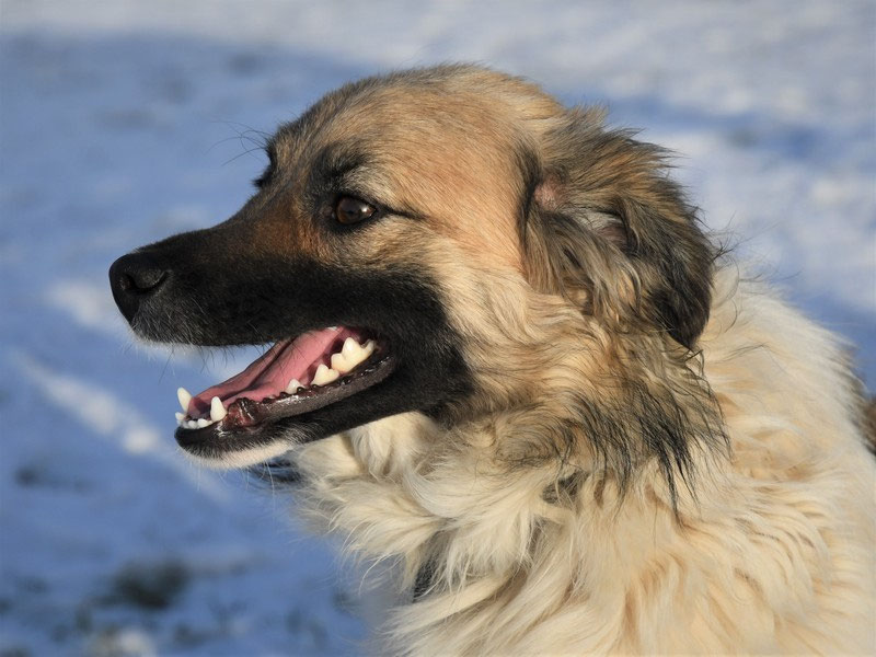 Vorgezogene Weihnachts-Hilfe 2019: Aufnahme von 15 Hunden (Bild 23)