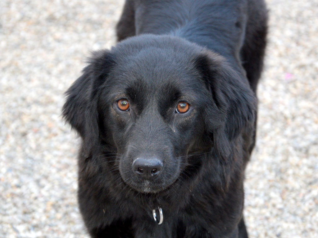 Vorgezogene Weihnachts-Hilfe 2019: Aufnahme von 15 Hunden (Bild 24)