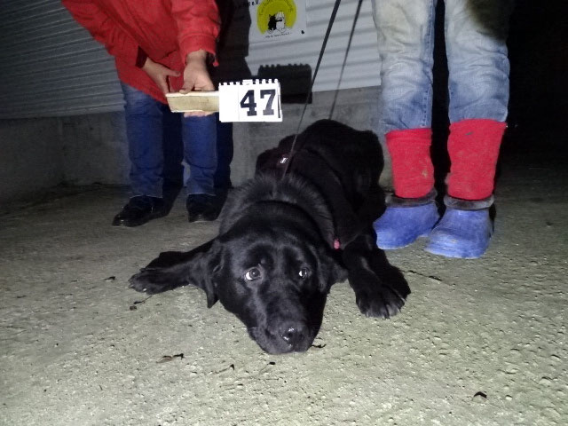 Vorgezogene Weihnachts-Hilfe 2019: Aufnahme von 15 Hunden (Bild 25)