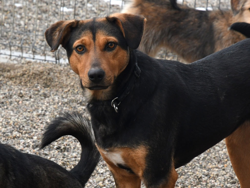 Vorgezogene Weihnachts-Hilfe 2019: Aufnahme von 15 Hunden (Bild 26)