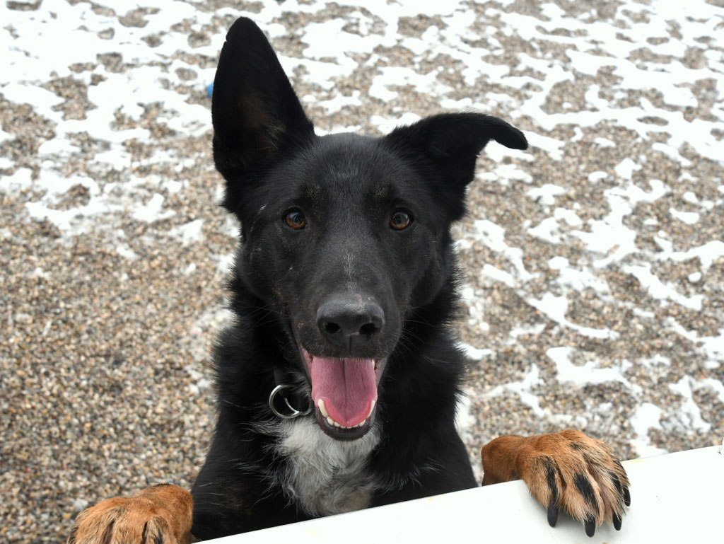 Vorgezogene Weihnachts-Hilfe 2019: Aufnahme von 15 Hunden (Bild 27)