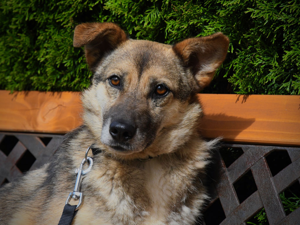 Vorgezogene Weihnachts-Hilfe 2019: Aufnahme von 15 Hunden (Bild 7)