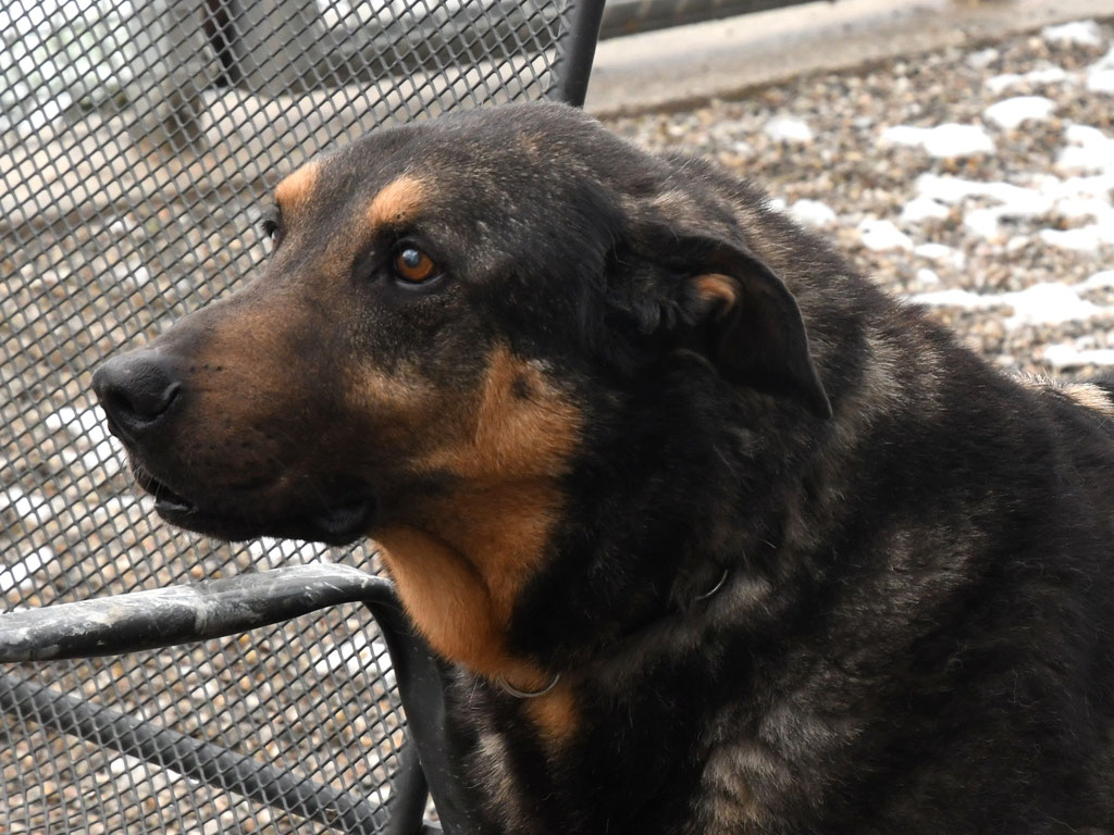Vorgezogene Weihnachts-Hilfe 2019: Aufnahme von 15 Hunden (Bild 28)