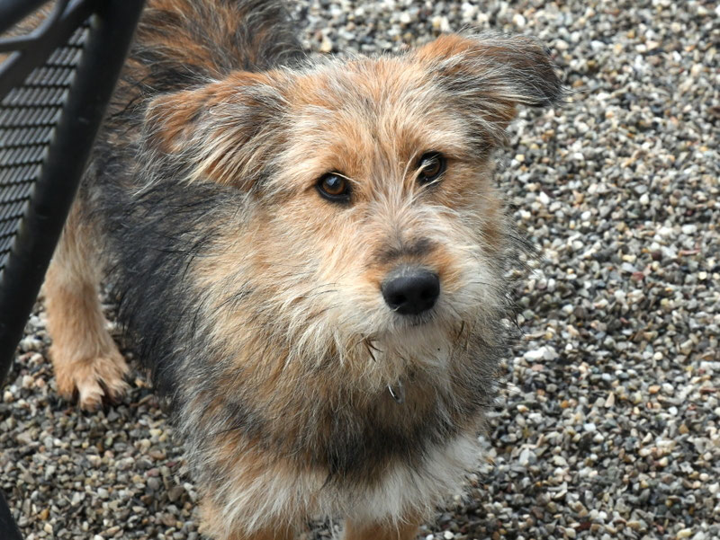 Vorgezogene Weihnachts-Hilfe 2019: Aufnahme von 15 Hunden (Bild 29)