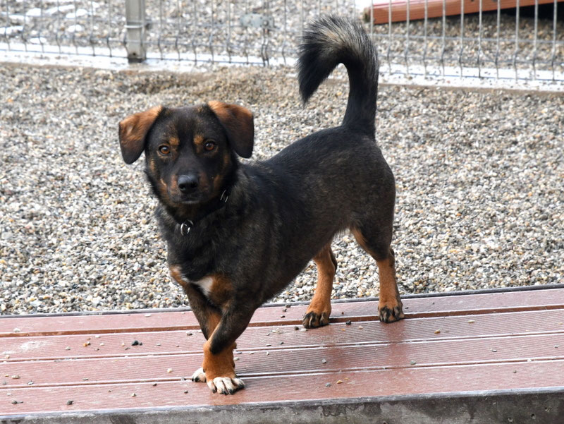 Vorgezogene Weihnachts-Hilfe 2019: Aufnahme von 15 Hunden (Bild 30)