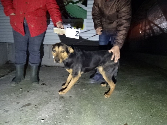 Vorgezogene Weihnachts-Hilfe 2019: Aufnahme von 15 Hunden (Bild 31)
