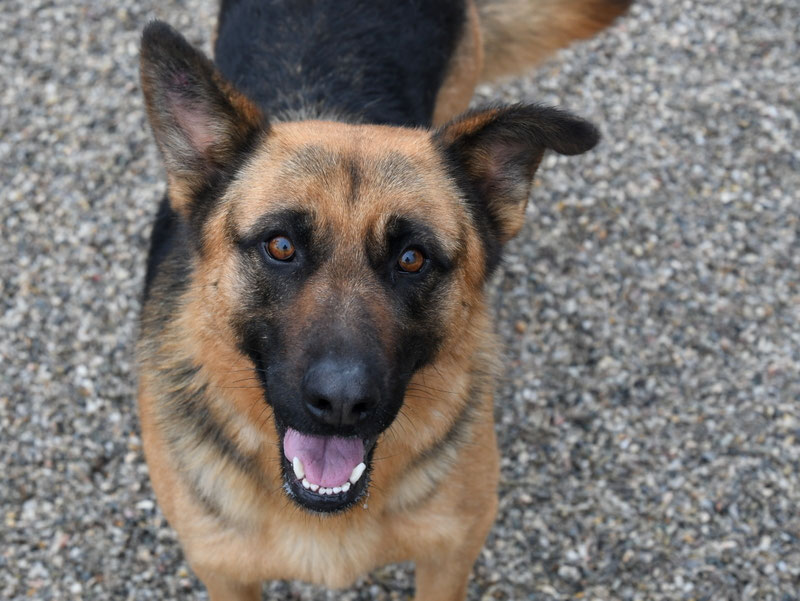 Vorgezogene Weihnachts-Hilfe 2019: Aufnahme von 15 Hunden (Bild 32)