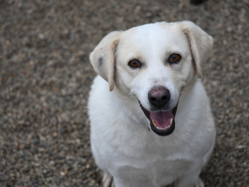 Vorgezogene Weihnachts-Hilfe 2019: Aufnahme von 15 Hunden (Bild 33)