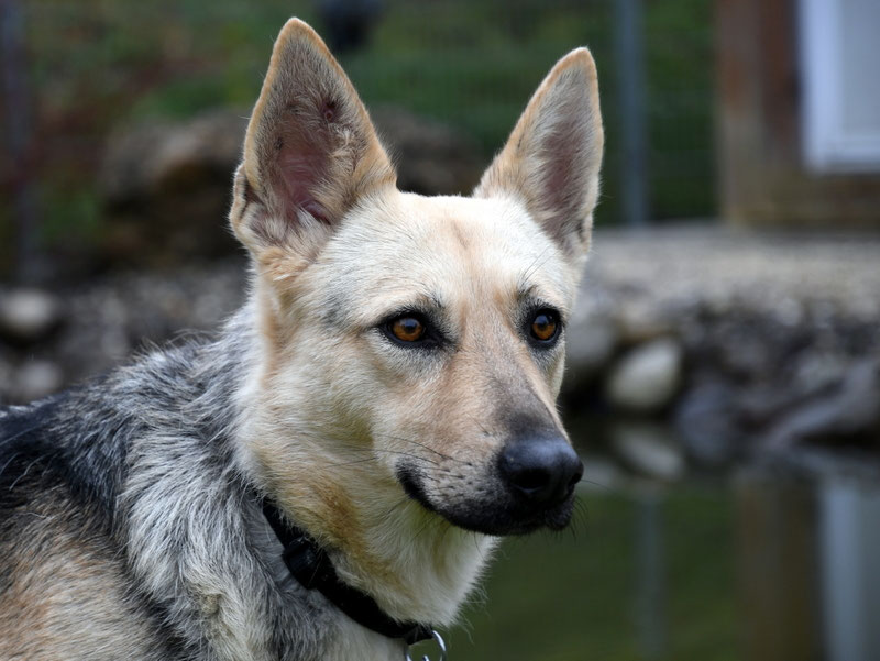 Vorgezogene Weihnachts-Hilfe 2019: Aufnahme von 15 Hunden (Bild 34)