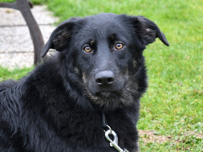 Vorgezogene Weihnachts-Hilfe 2019: Aufnahme von 15 Hunden (Bild 35)