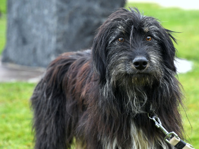 Vorgezogene Weihnachts-Hilfe 2019: Aufnahme von 15 Hunden (Bild 36)