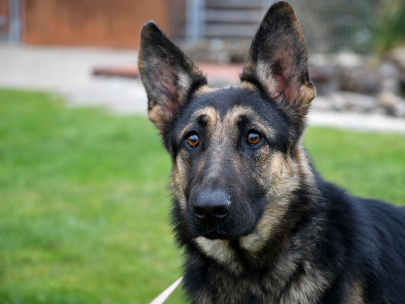 Vorgezogene Weihnachts-Hilfe 2019: Aufnahme von 15 Hunden (Bild 37)